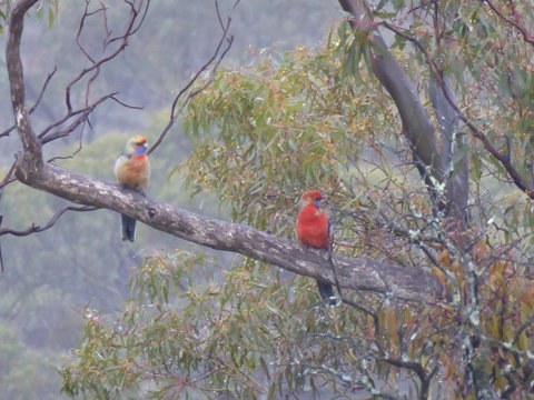 Molly's Chase - Tourism Gold Coast 13