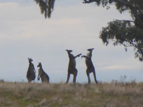 Molly's Chase - Tourism Gold Coast 23