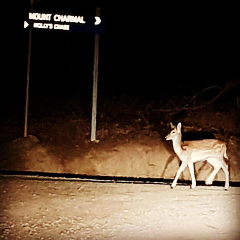 Molly's Chase - Tourism Gold Coast 32