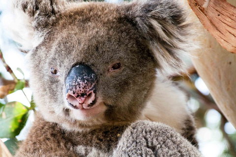 Admirals Inn - Gold Coast 31