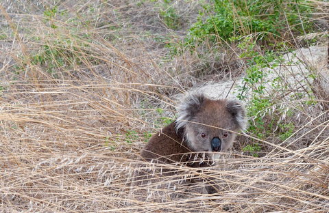Admirals Inn - Gold Coast 33