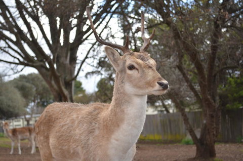 Deer Park Motor Inn Armidale - Tourism Gold Coast 22