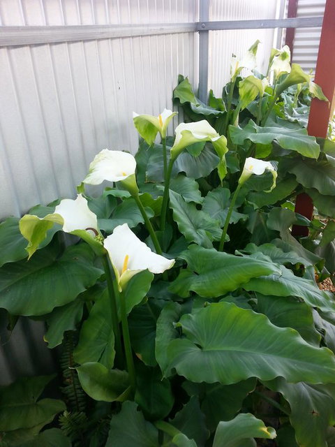 Addies Place Goolwa - Gold Coast 11