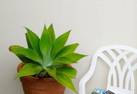 Sea & Soul Beachside Apartments - Tourism Gold Coast 9