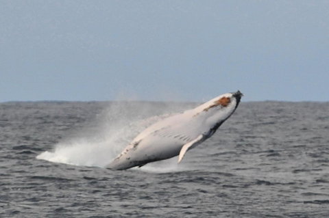 Albany Motel & Apartments - Tourism Gold Coast 19