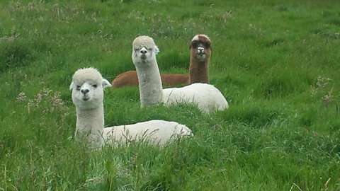 Glenelg On King Bed & Breakfast - Tourism Gold Coast 5