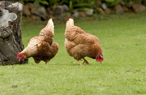 Peppermint Brook Cottages - Tourism Gold Coast 10