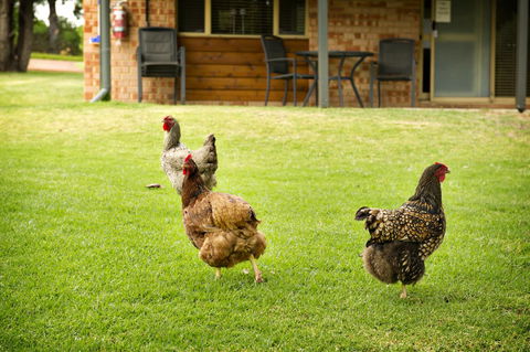 Peppermint Brook Cottages - Tourism Gold Coast 12