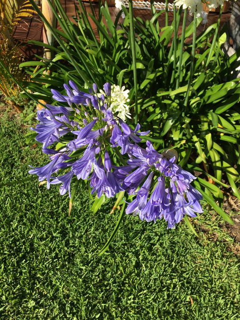 Bella Bali Gardens - Tourism Gold Coast 21