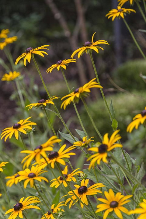 Nesuto Leura Gardens (formerly Waldorf Leura Gardens Resort) - Tourism Gold Coast 15