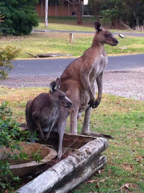 Jetz Bungalow - Gold Coast 13