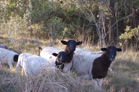 Cadair Cottages - Tourism Gold Coast 15