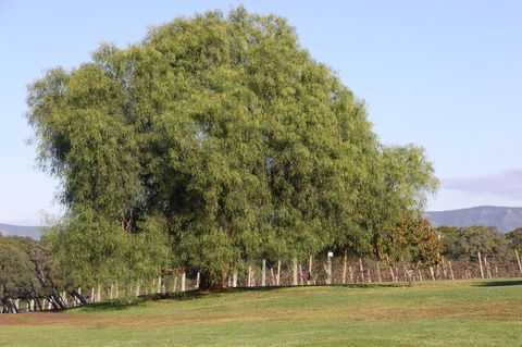 Adina Vineyard - Gold Coast 17