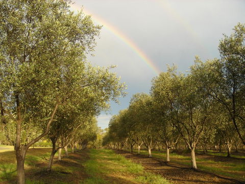 Adina Vineyard - Gold Coast 19