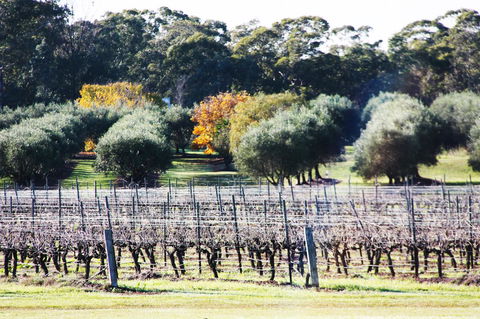 Adina Vineyard - Gold Coast 15