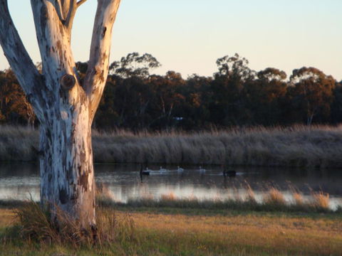 Adina Vineyard - Gold Coast 10