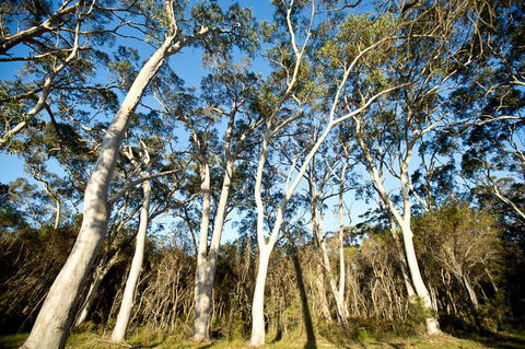 Bush & Bay Cottage - Tourism Gold Coast 28