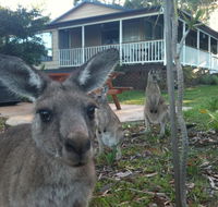 Bush  Bay Cottage - Tourism Gold Coast