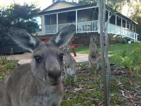 Bush & Bay Cottage - Tourism Gold Coast 0