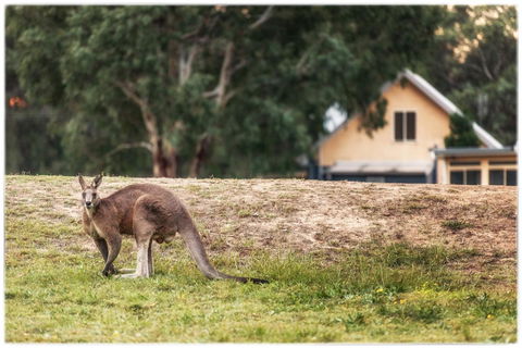 Madigan Wine Country Cottages - Tourism Gold Coast 4