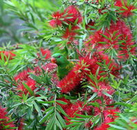 Bottlebrush B  B - Tourism Gold Coast