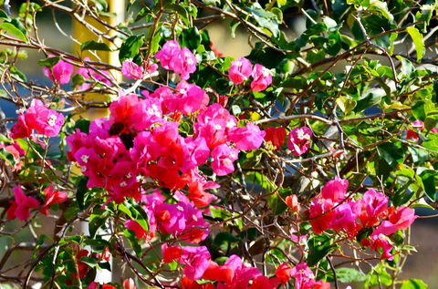 Caves Road Chalets - Tourism Gold Coast 1