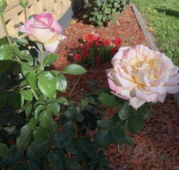 Central Tranquility - Tourism Gold Coast