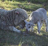 Clandulla Cottages  Farmstay - Tourism Gold Coast