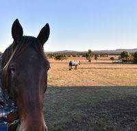 Clydesdale Cottage on Talga with real Clydesdale Horses - Tourism Gold Coast