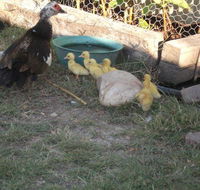 Corella Creek Country Farm Stay - Tourism Gold Coast