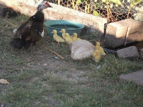 Corella Creek Country Farm Stay - Tourism Gold Coast 0