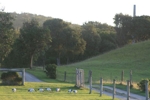 Driftwood Villas - Tourism Gold Coast 1