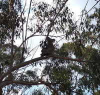 Escape to the Country - Enjoy the firepit or explore magical Bunya Mountains - Gold Coast