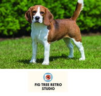 Fig Tree Retro Studio - Tourism Gold Coast