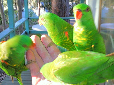 Fyshwicks Cottage - Tourism Gold Coast 3