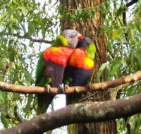 Gecko Cottage - Tourism Gold Coast