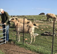 Gilgraves Vineyard Farmstay - Tourism Gold Coast