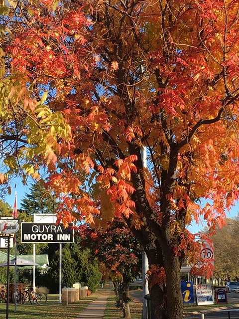 Guyra Motor Inn - Tourism Gold Coast 3