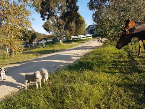 Happy Pig Farm - Tourism Gold Coast 1