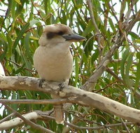 kookaburra nest - Gold Coast