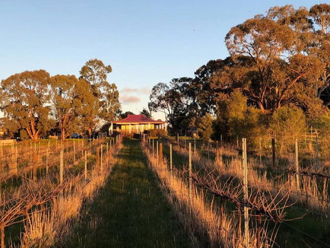 Lillicur Vineyard B&B - Tourism Gold Coast 0