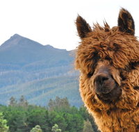 Maydena Mountain Cabins - Gold Coast