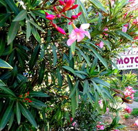 Mercury motor inn - Tourism Gold Coast
