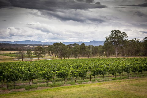 Molly Morgan Vineyard - Tourism Gold Coast 2