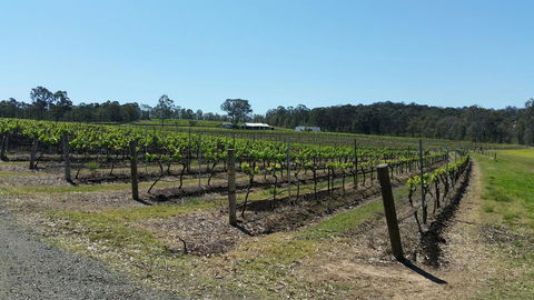 Molly Morgan Vineyard - Tourism Gold Coast 3