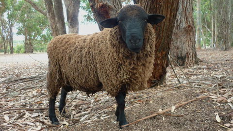 Margaret River Hideaway & Farmstay - Tourism Gold Coast 27