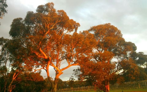 Hotham Ridge Estate - Tourism Gold Coast 35