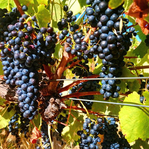 Hotham Ridge Estate - Tourism Gold Coast 32
