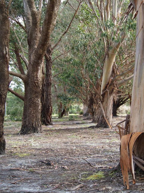 Riverside Retreat Chalets, Walpole - Tourism Gold Coast 16