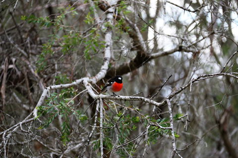 Treenbrook Cottages - Tourism Gold Coast 5